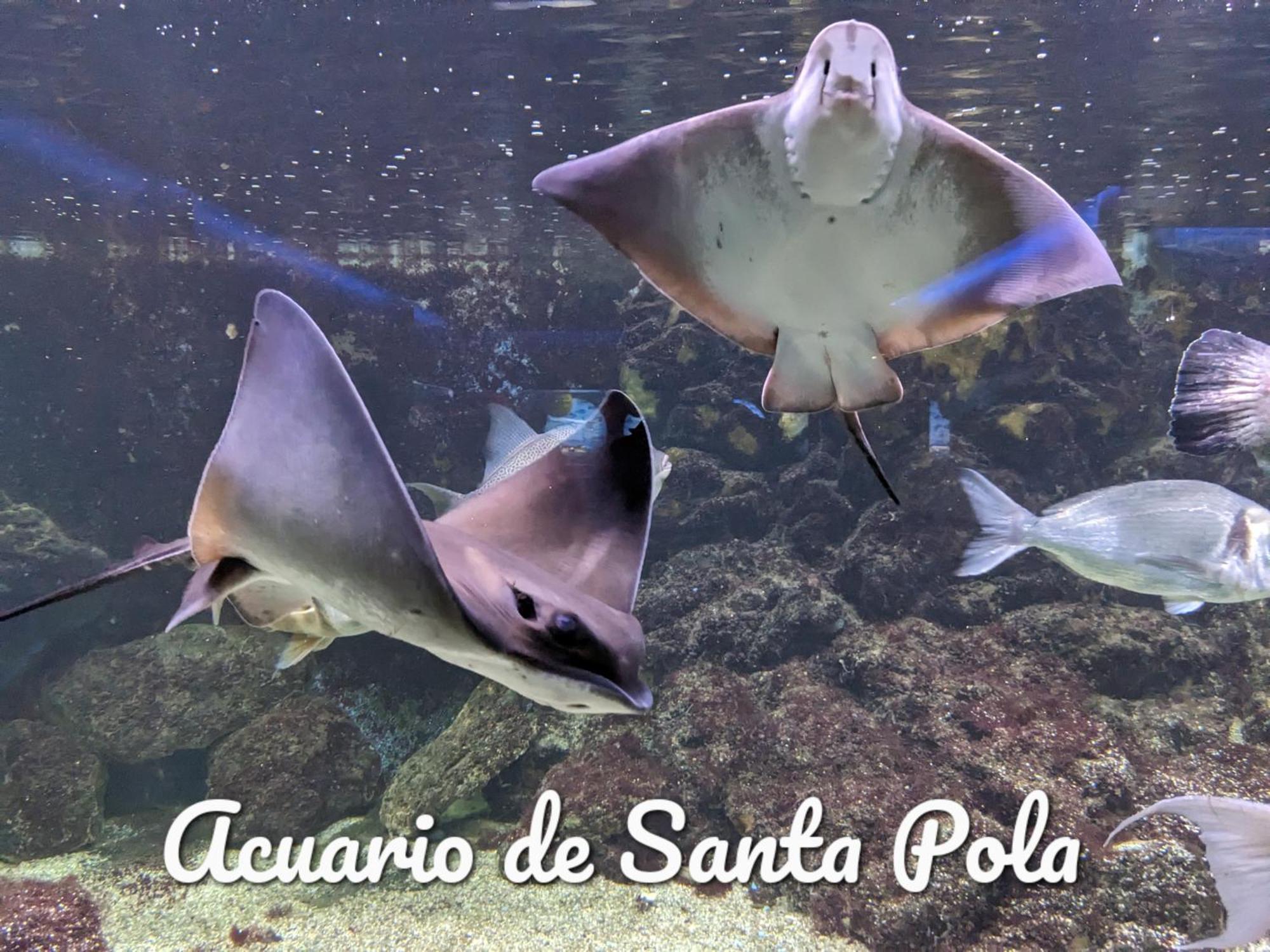 Best Holiday Santa Pola Bagian luar foto