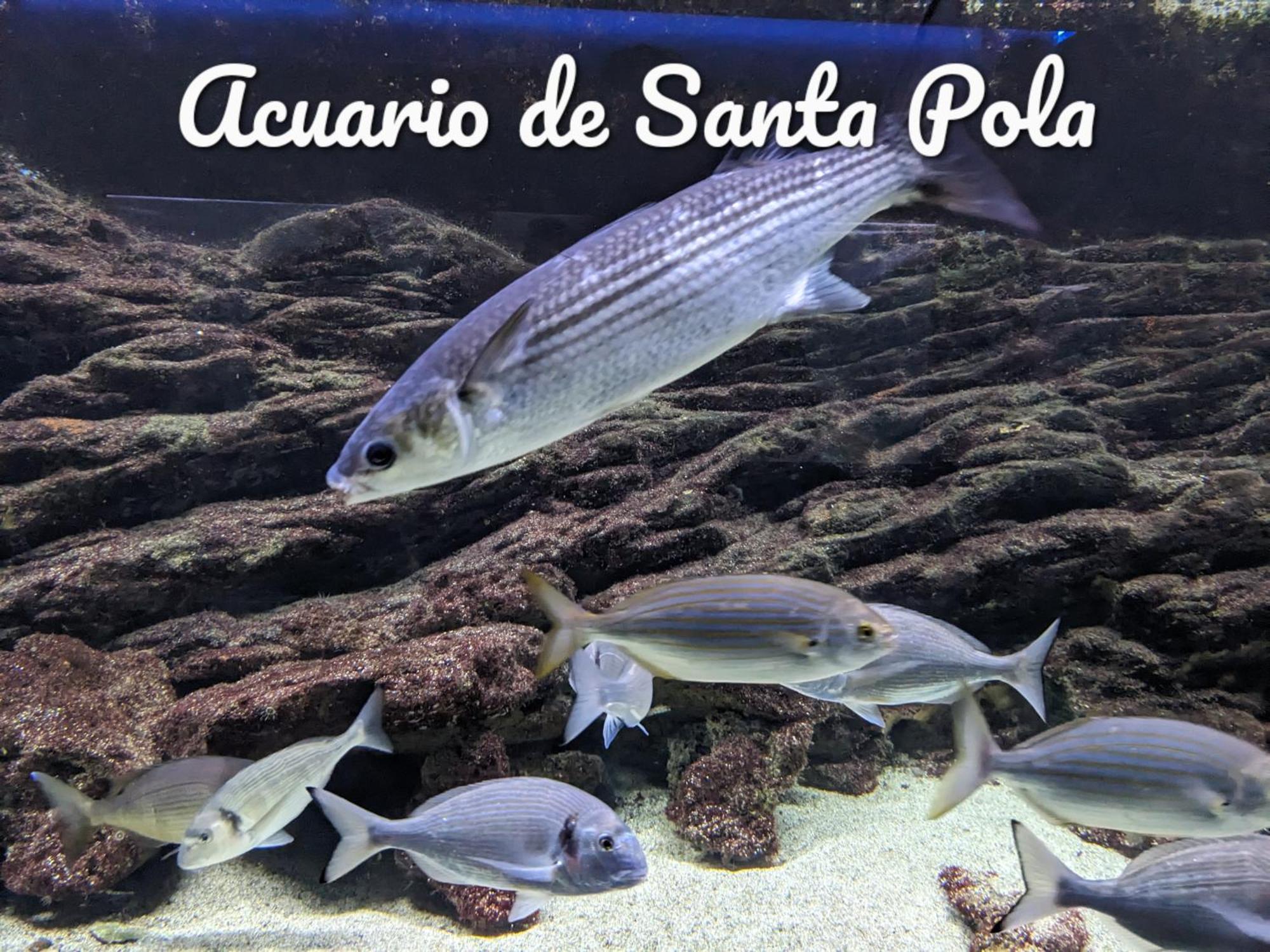Best Holiday Santa Pola Bagian luar foto